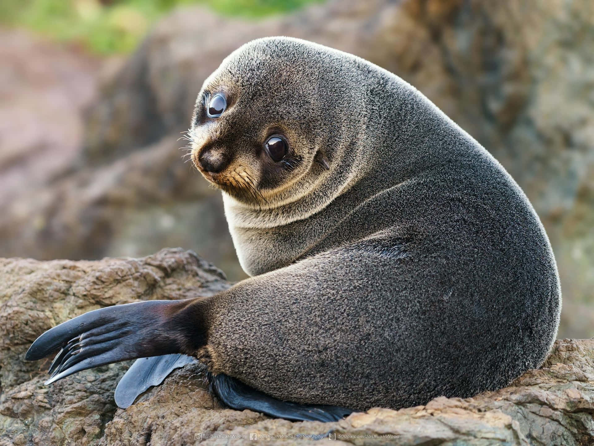 Gray Seal Pup Restingon Rocks.jpg Wallpaper