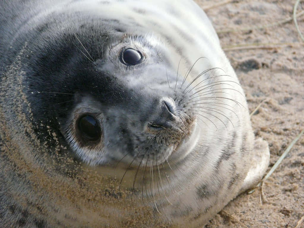 Gray Seal Pup Restingon Sand Wallpaper