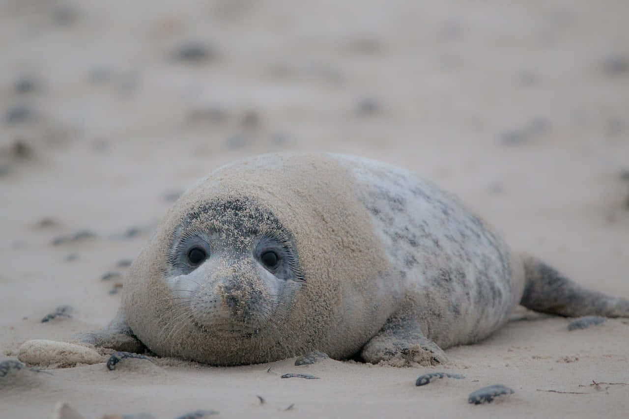 Gray Seal Pup Restingon Sand Wallpaper