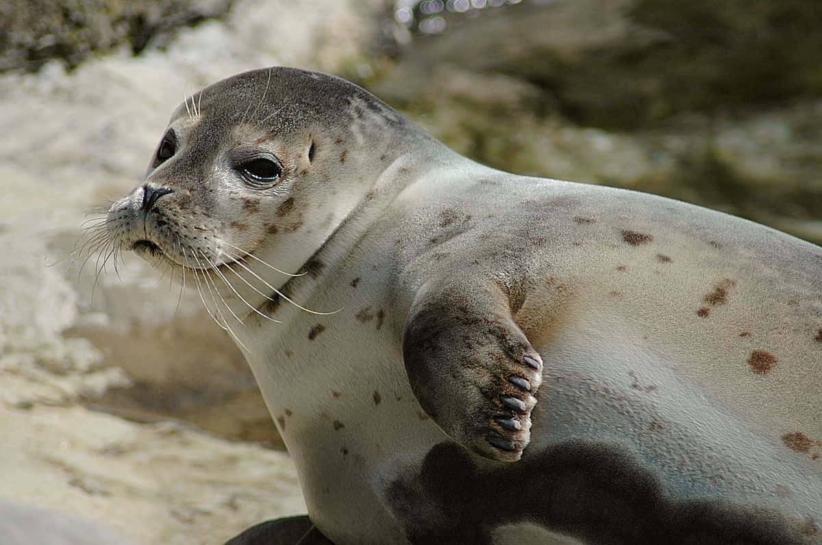 Gray Seal Pup Restingon Shore.jpg Wallpaper