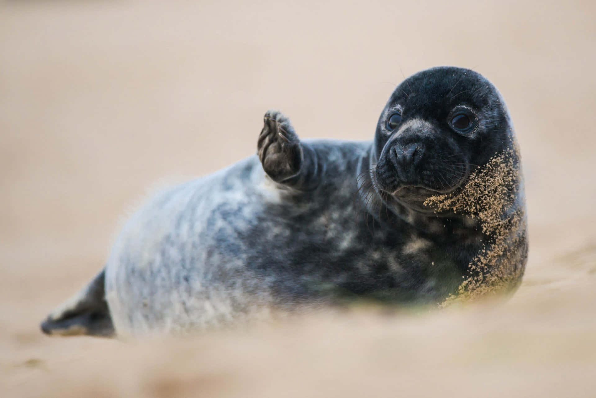 Gray Seal Pup Wavingon Beach Wallpaper