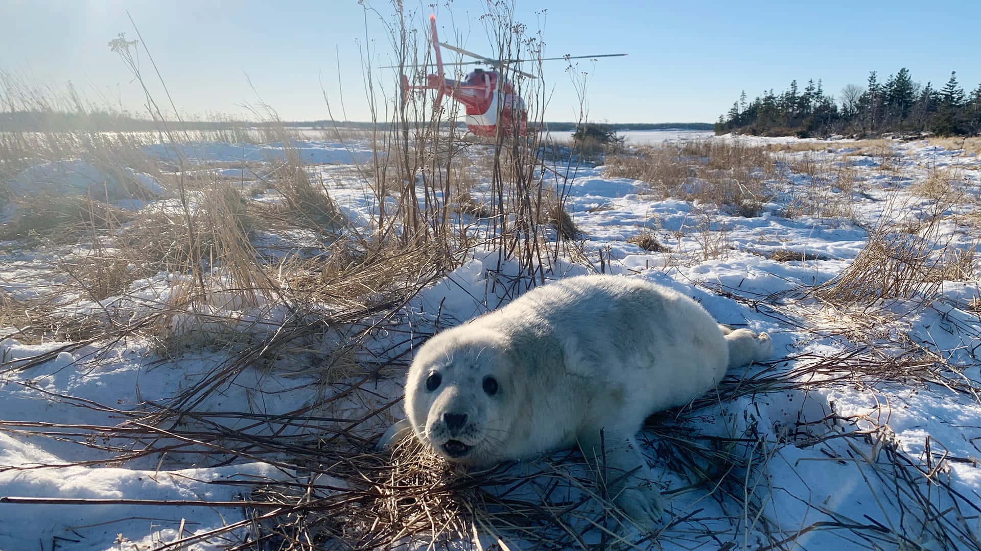 Gray Seal Pupin Snowy Habitat.jpg Wallpaper