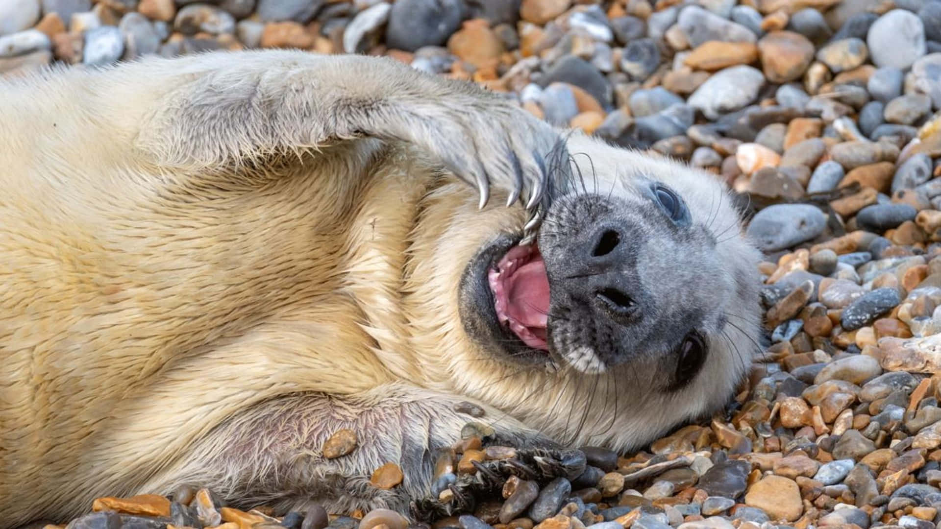 Gray Seal Relaxingon Pebble Beach Wallpaper