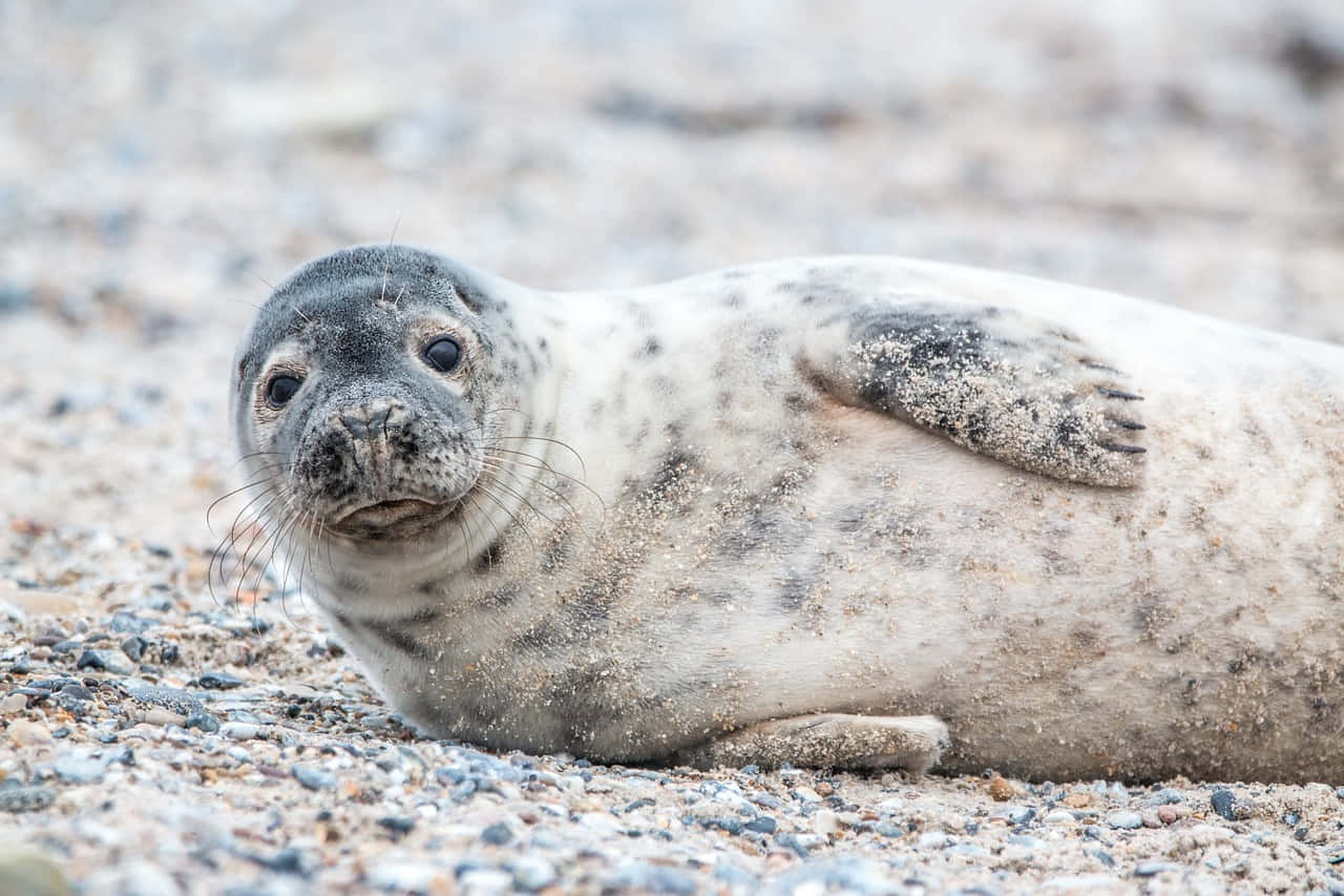 Gray Seal Restingon Beach Wallpaper