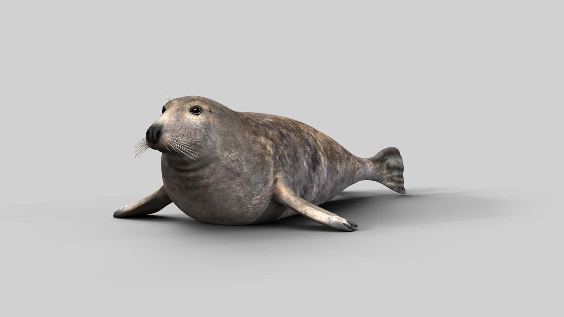 Gray Seal Restingon Solid Background Wallpaper