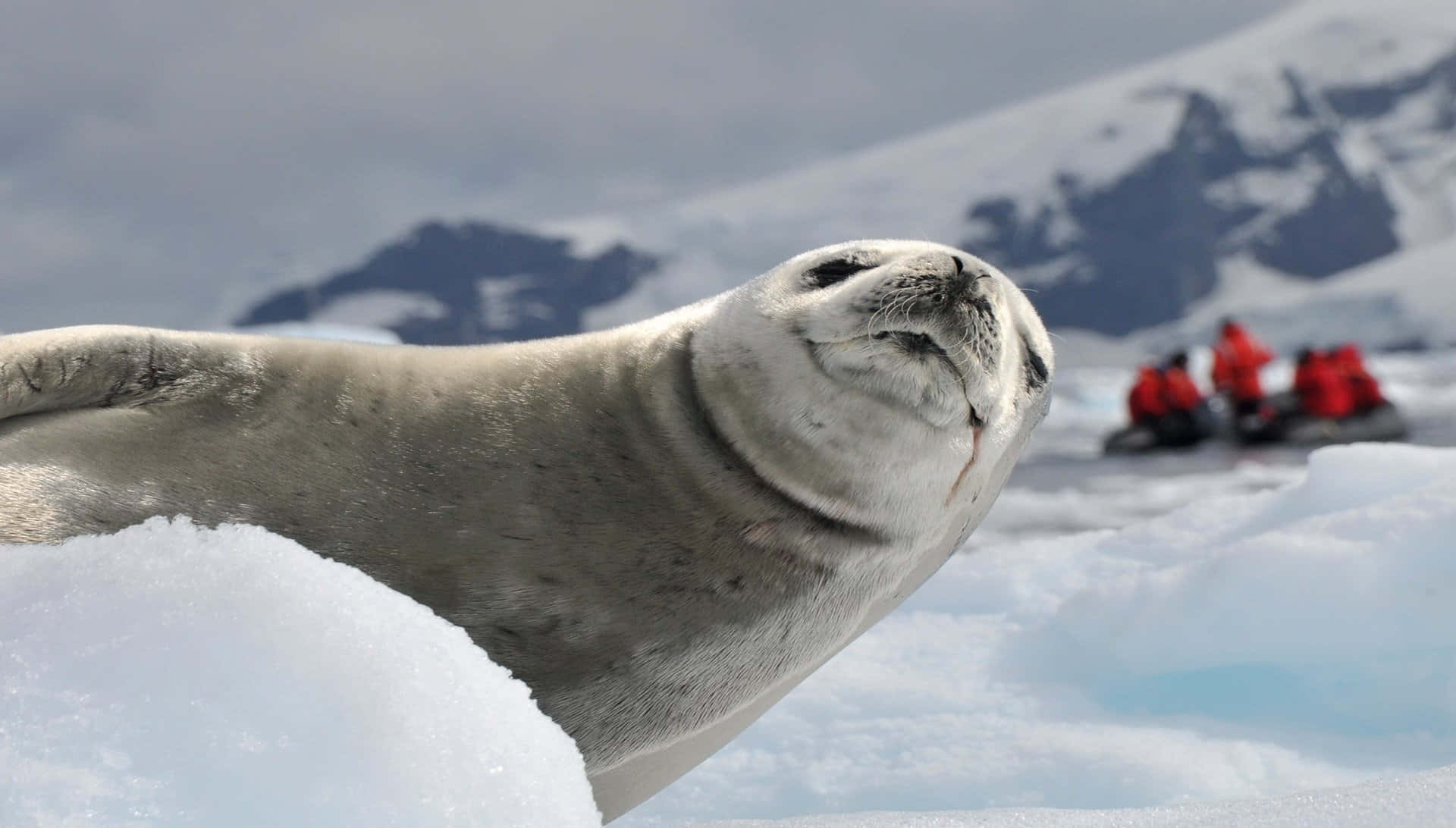 Gray Seal Snowy Mountain Backdrop Wallpaper