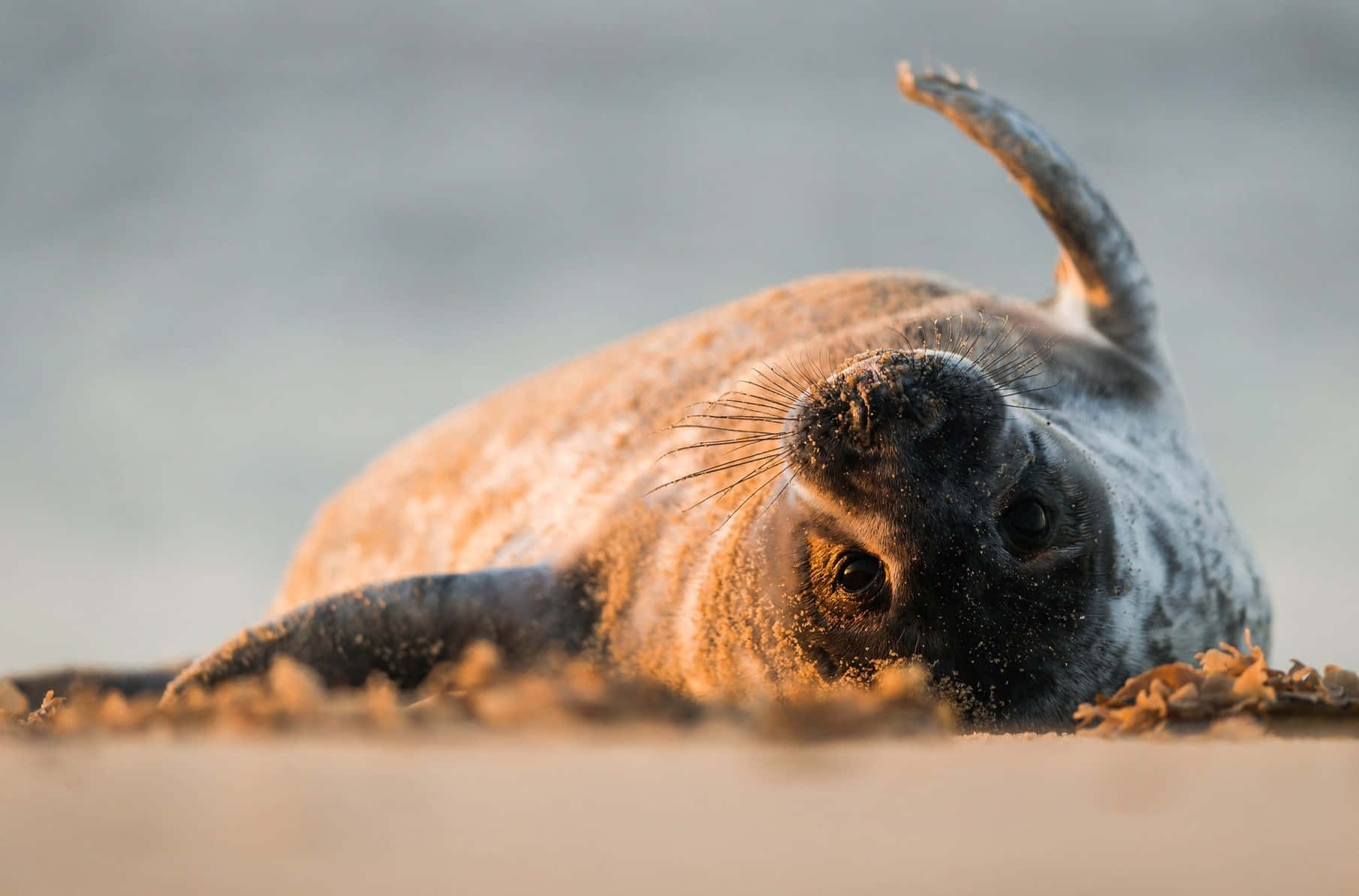 Gray Seal Sunset Relaxation Wallpaper