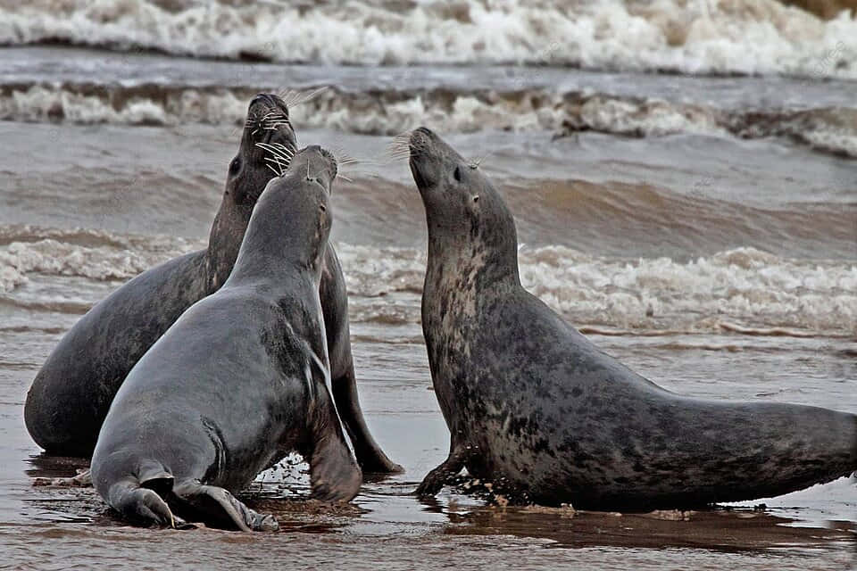 Gray Seals Interaction Beach Wallpaper