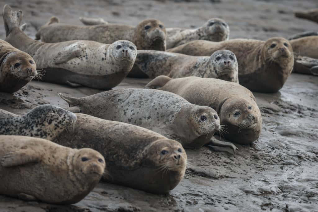 Gray Seals Restingon Shoreline Wallpaper