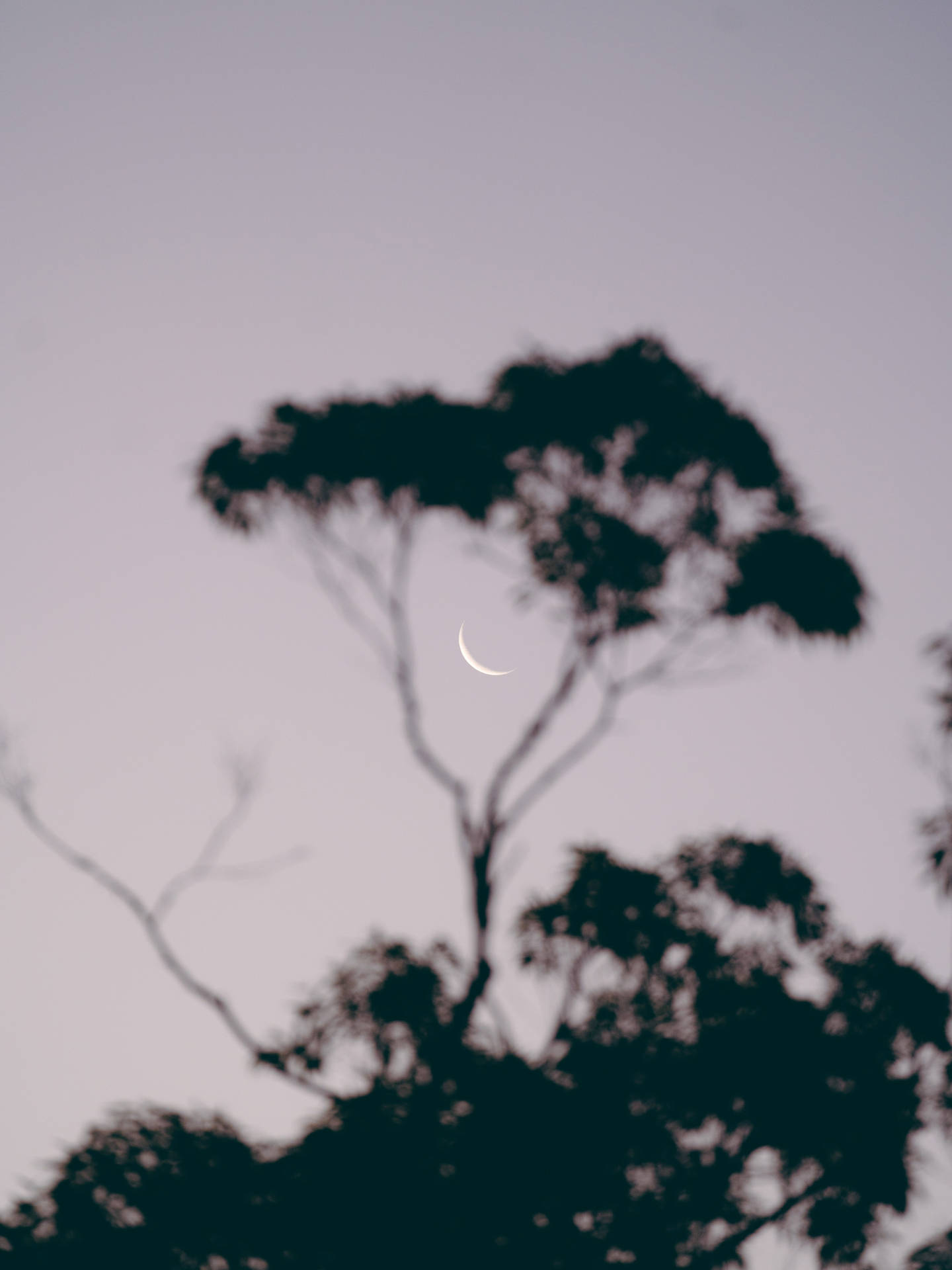 Gray Sky And Crescent Moon Wallpaper