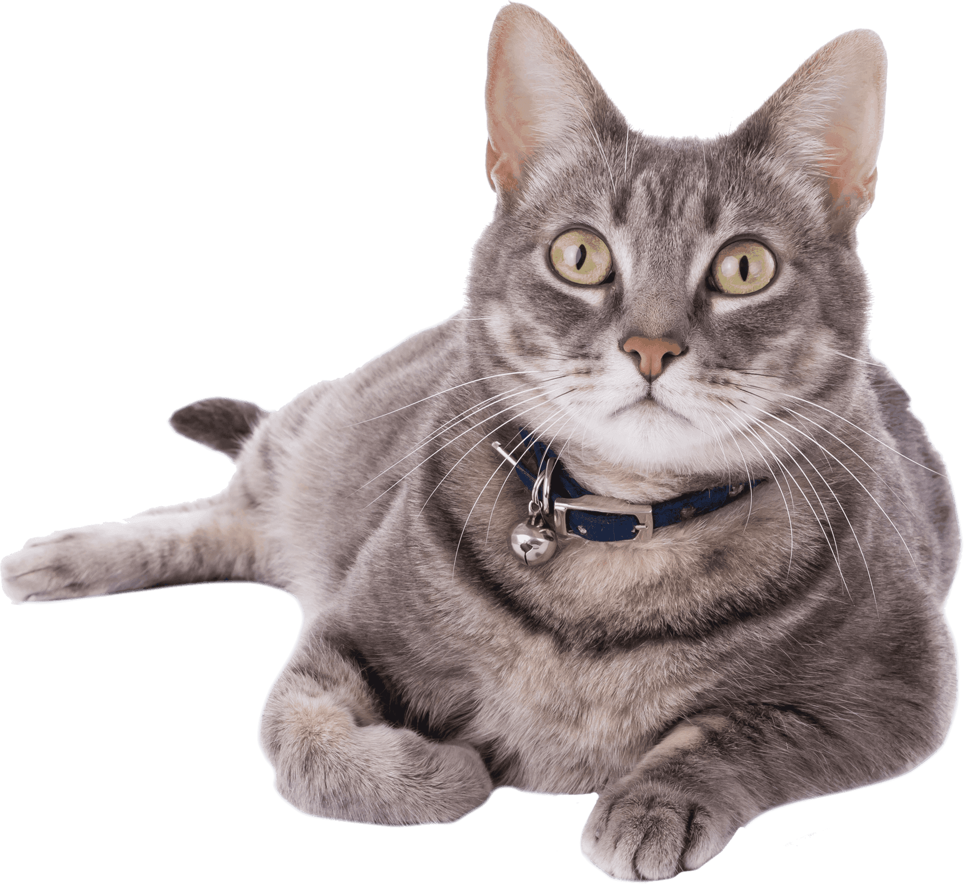 Gray Tabby Cat Blue Collar PNG