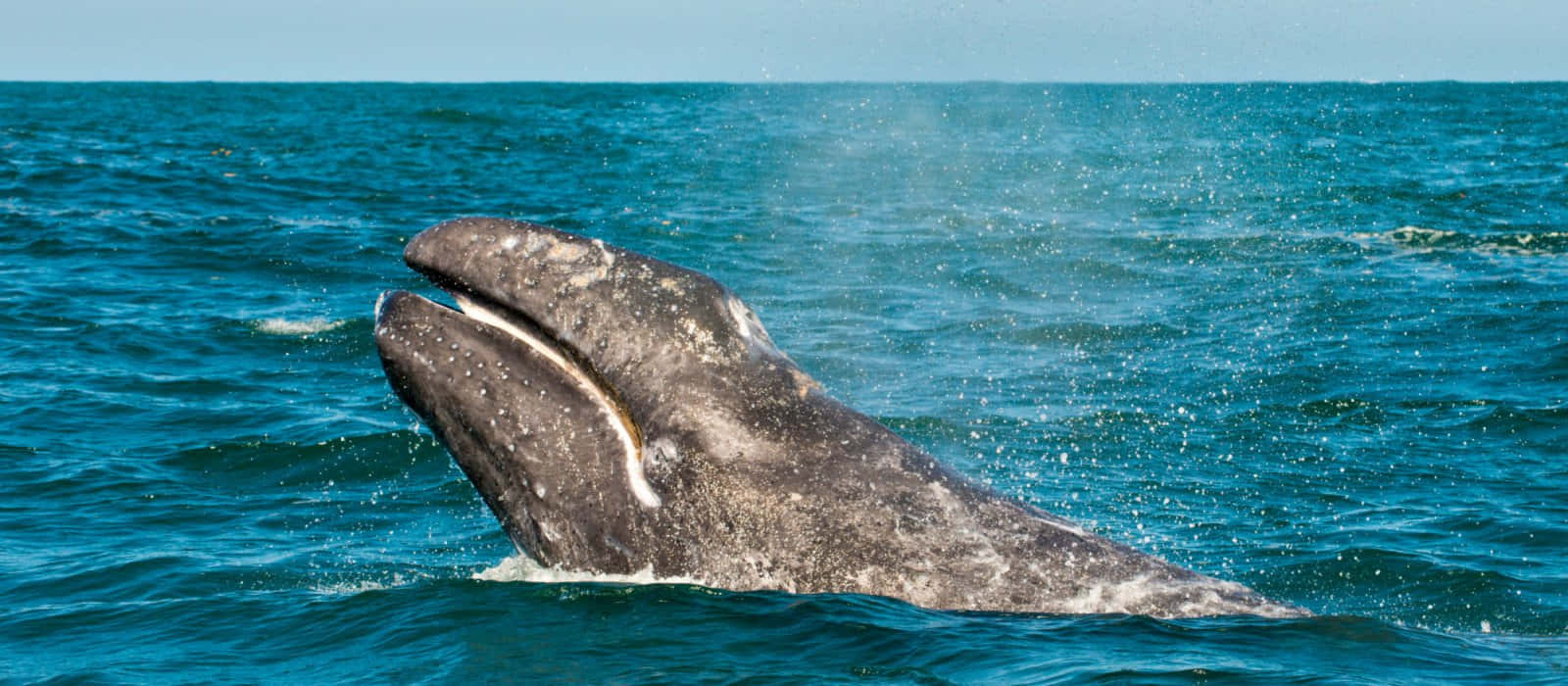 Gray Whale Breaching Ocean Wallpaper
