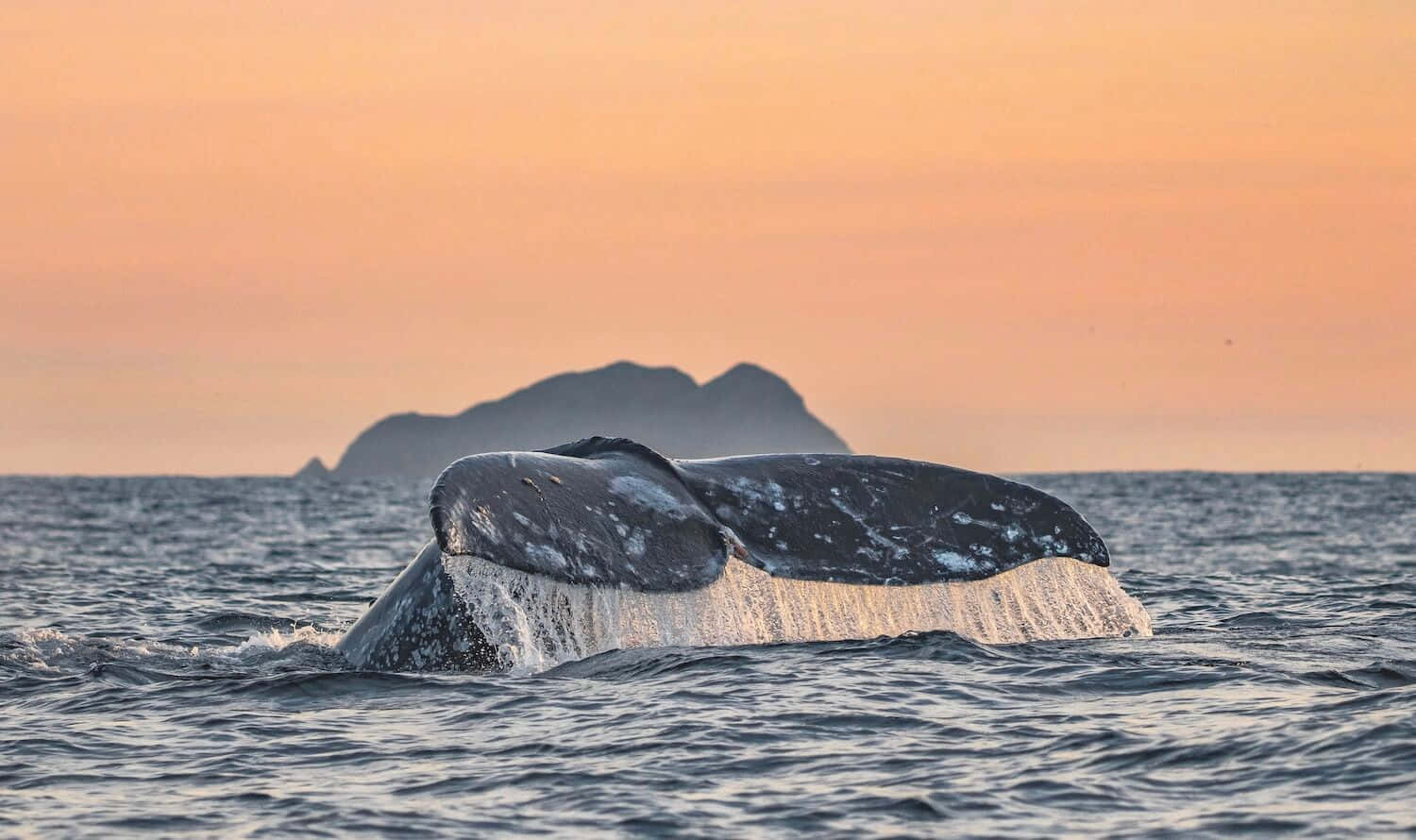 Gray Whale Divingat Sunset Wallpaper