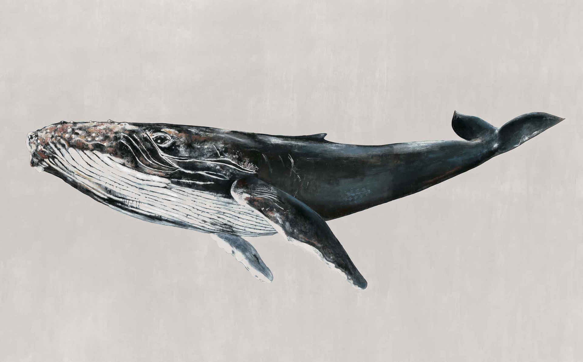 Gray Whale Illustration Wallpaper