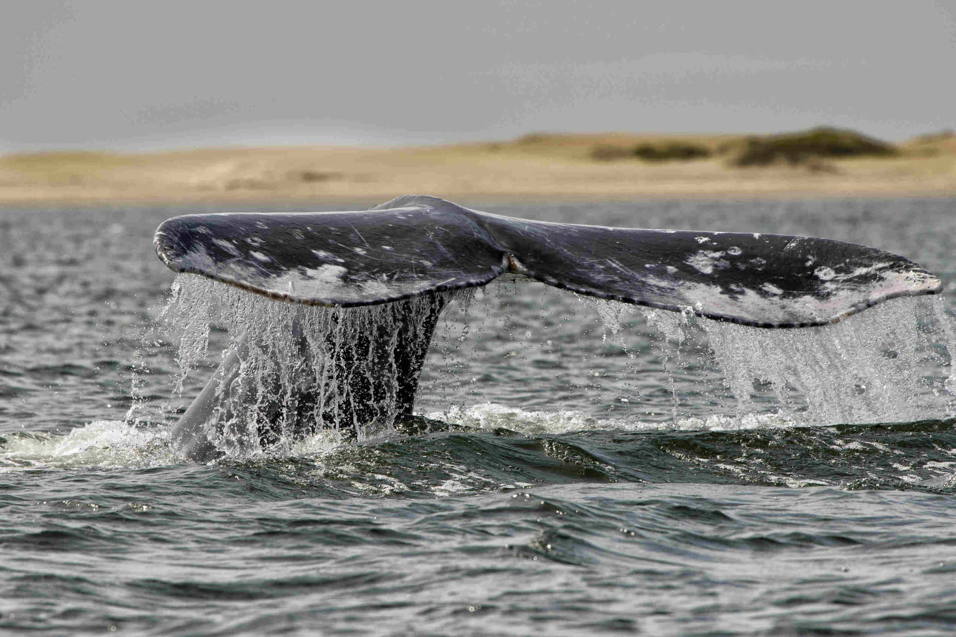 Gray Whale Tail Emerging From Water Wallpaper