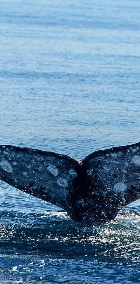 Gray Whale Tail Fluke Emerging Wallpaper