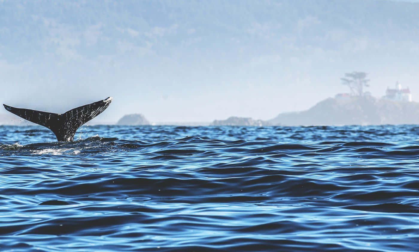 Gray Whale Tail Fluke Ocean View Wallpaper