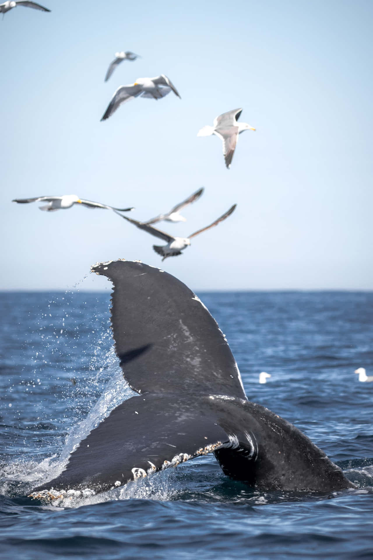 Gray Whale Tailand Seagulls Wallpaper