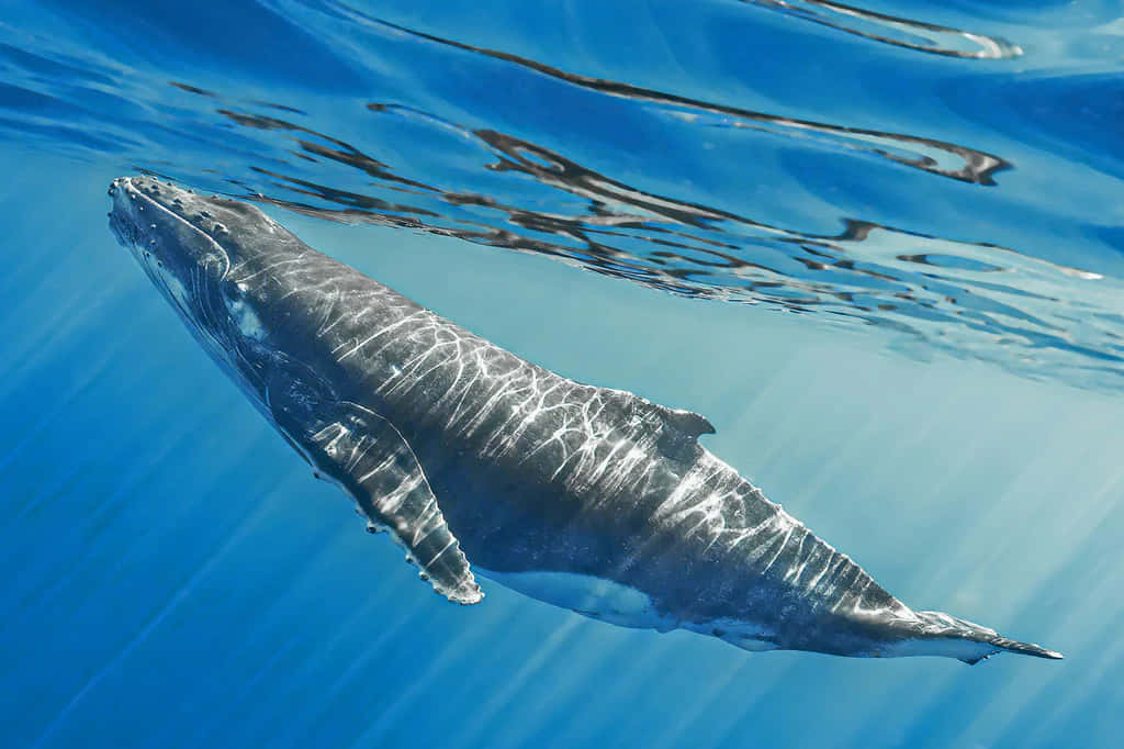 Gray Whale Underwater Graceful Swim.jpg Wallpaper