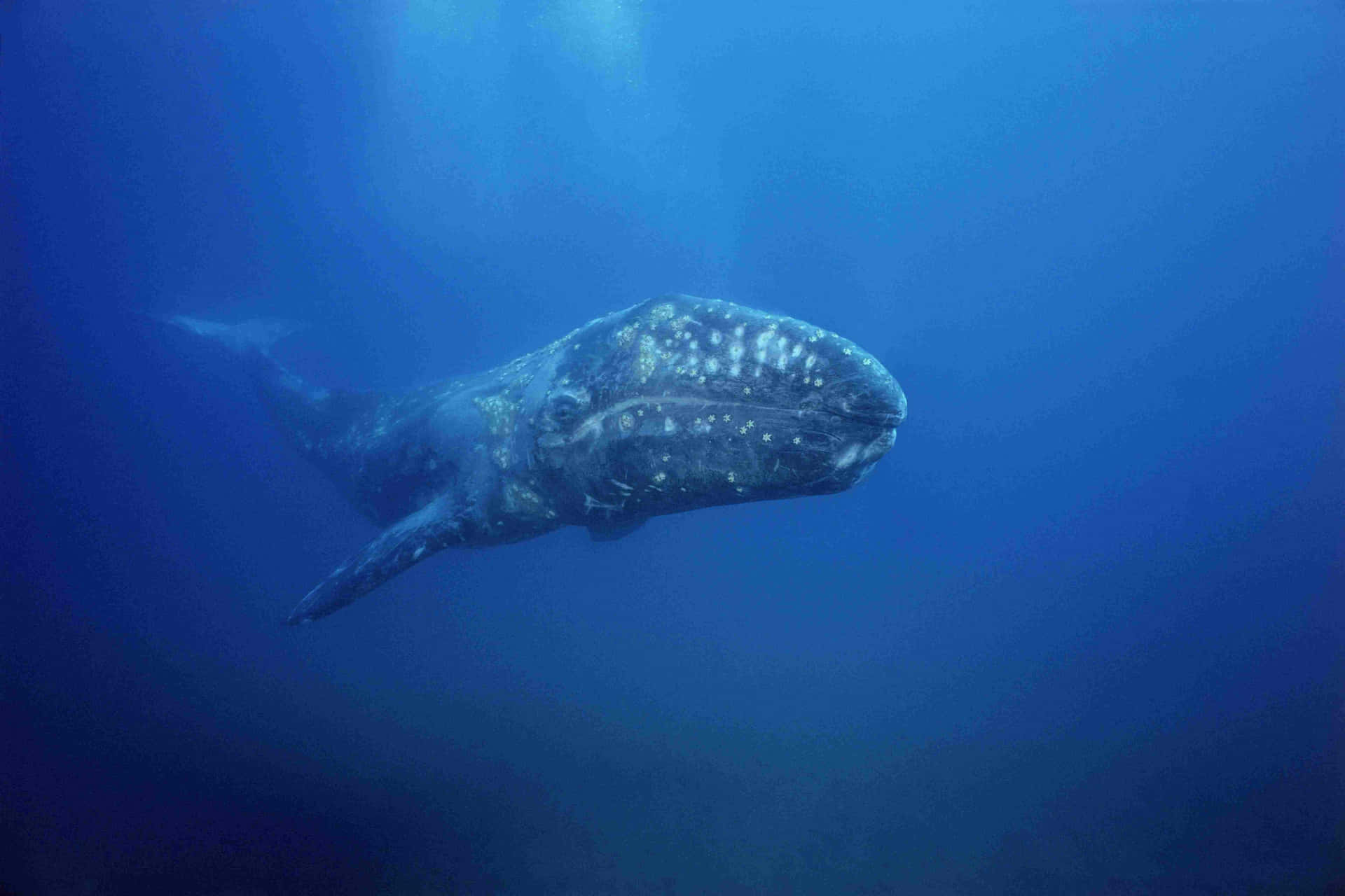 Gray Whale Underwater Majesty Wallpaper