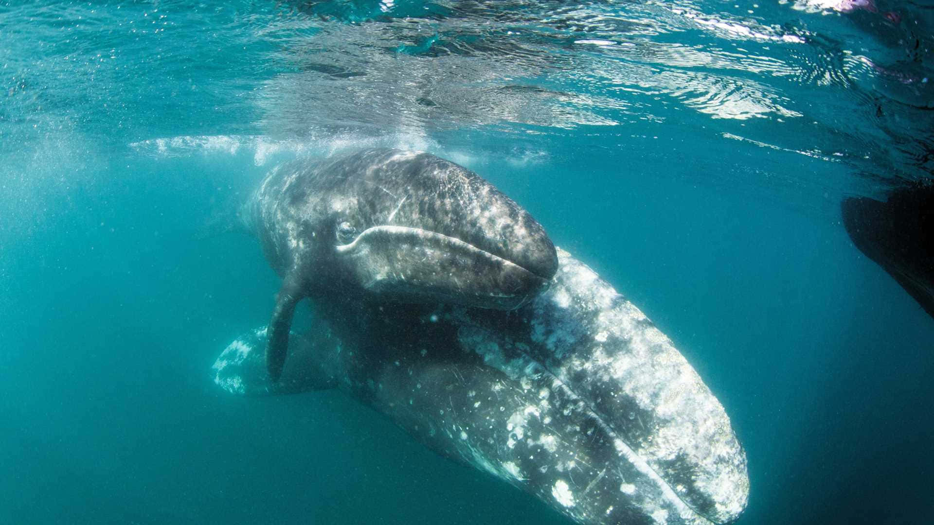 Gray Whale Underwater Photography Wallpaper