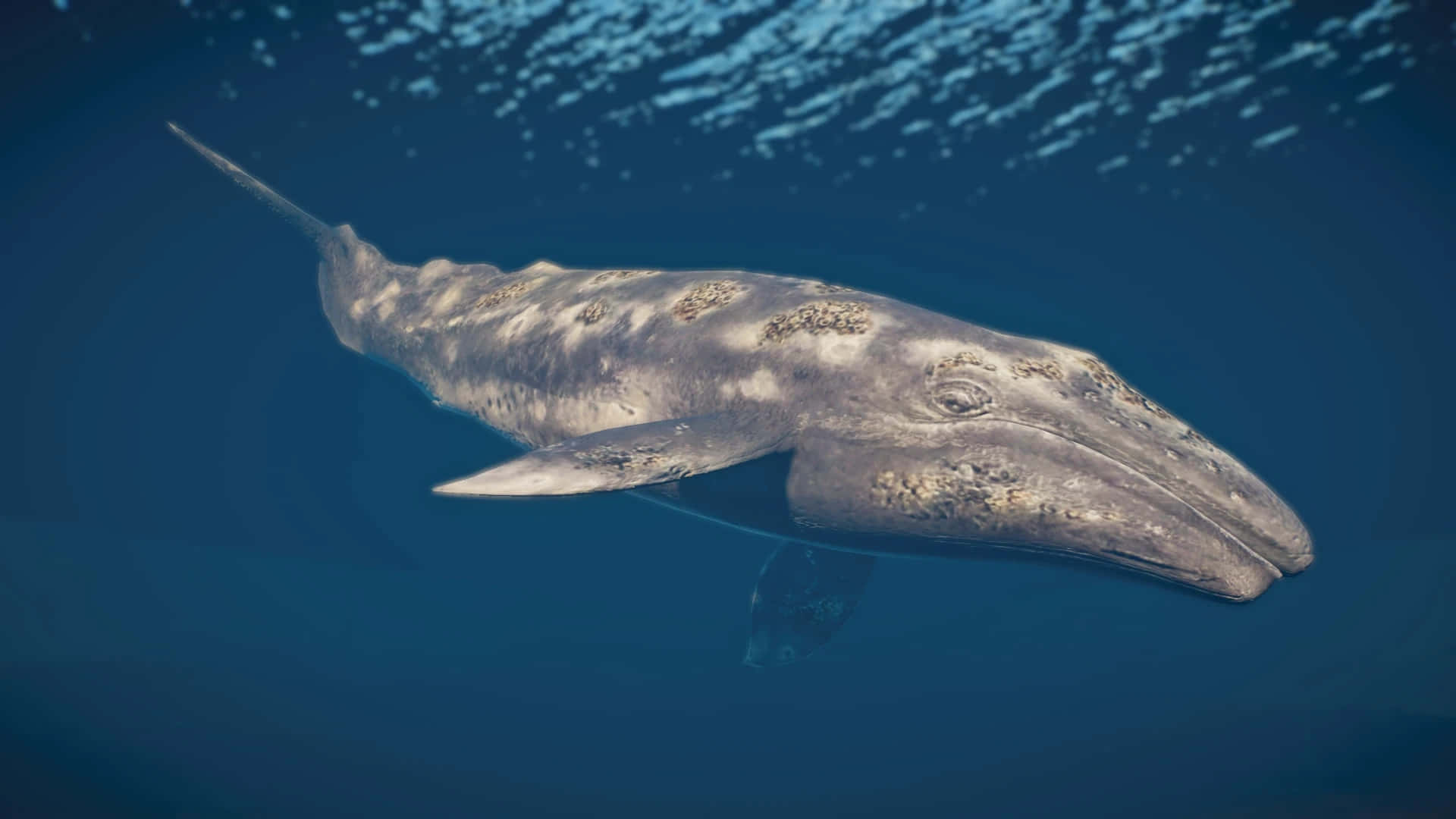 Gray Whale Underwater Portrait Wallpaper