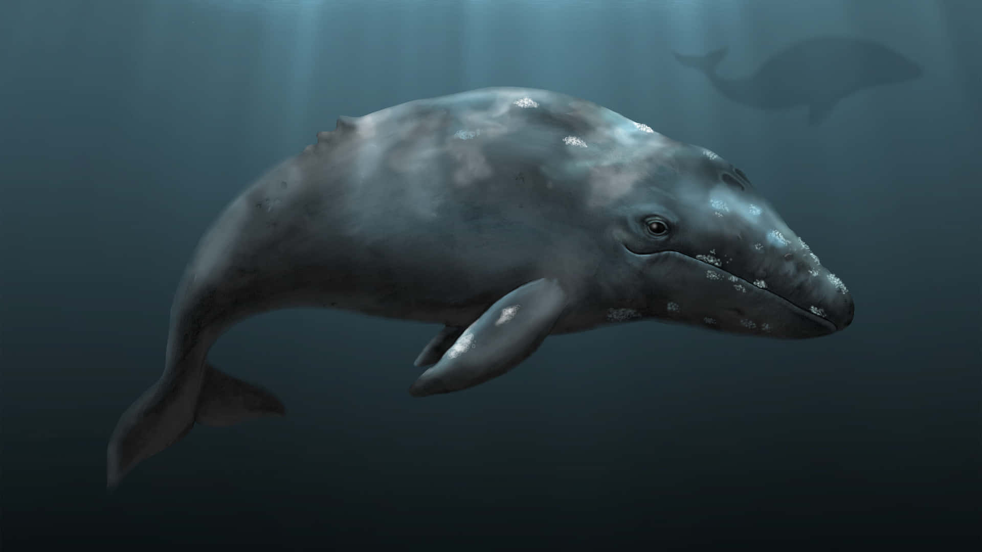 Gray Whale Underwater Serenity Wallpaper