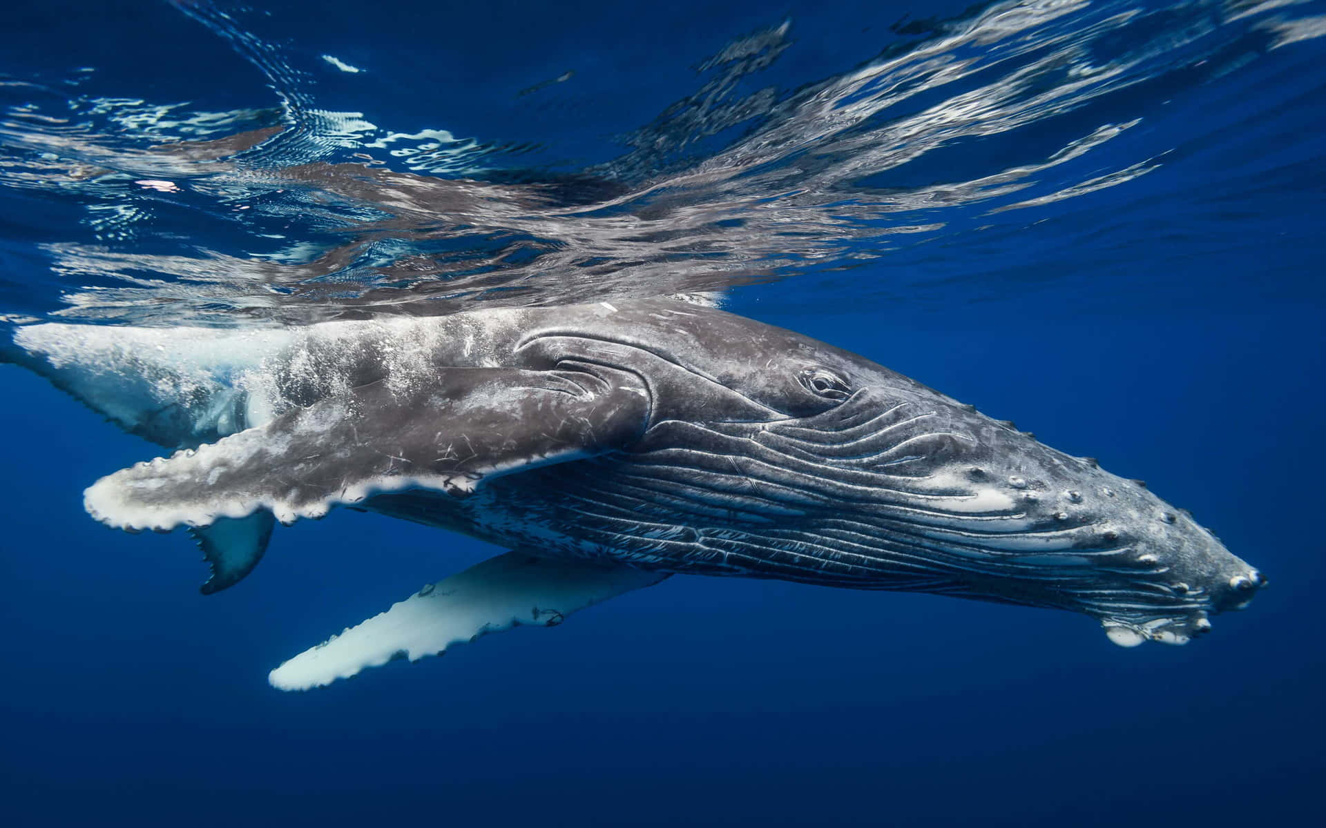 Gray Whale Underwater Swim Wallpaper