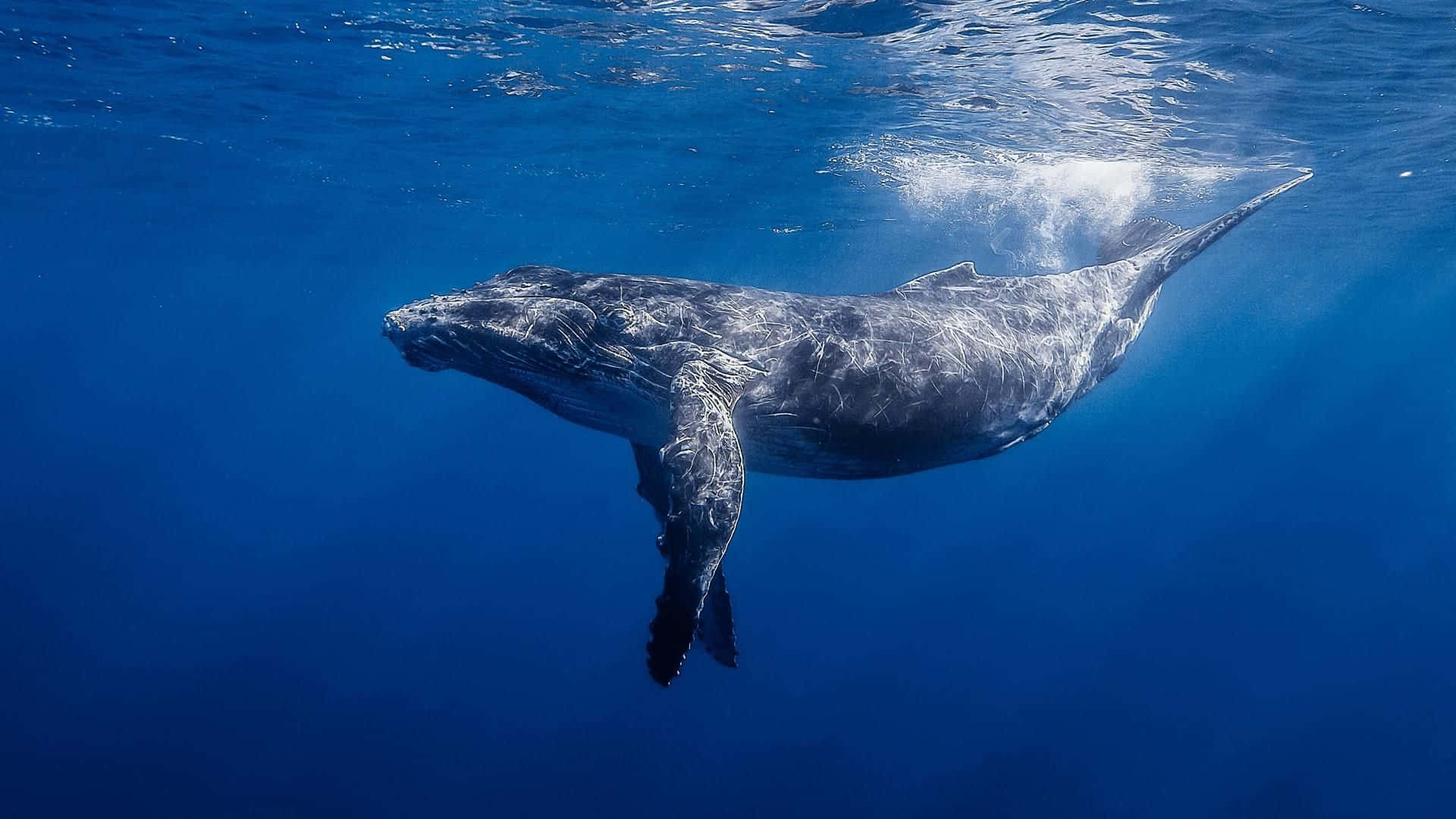 Gray Whale Underwater Swim Wallpaper