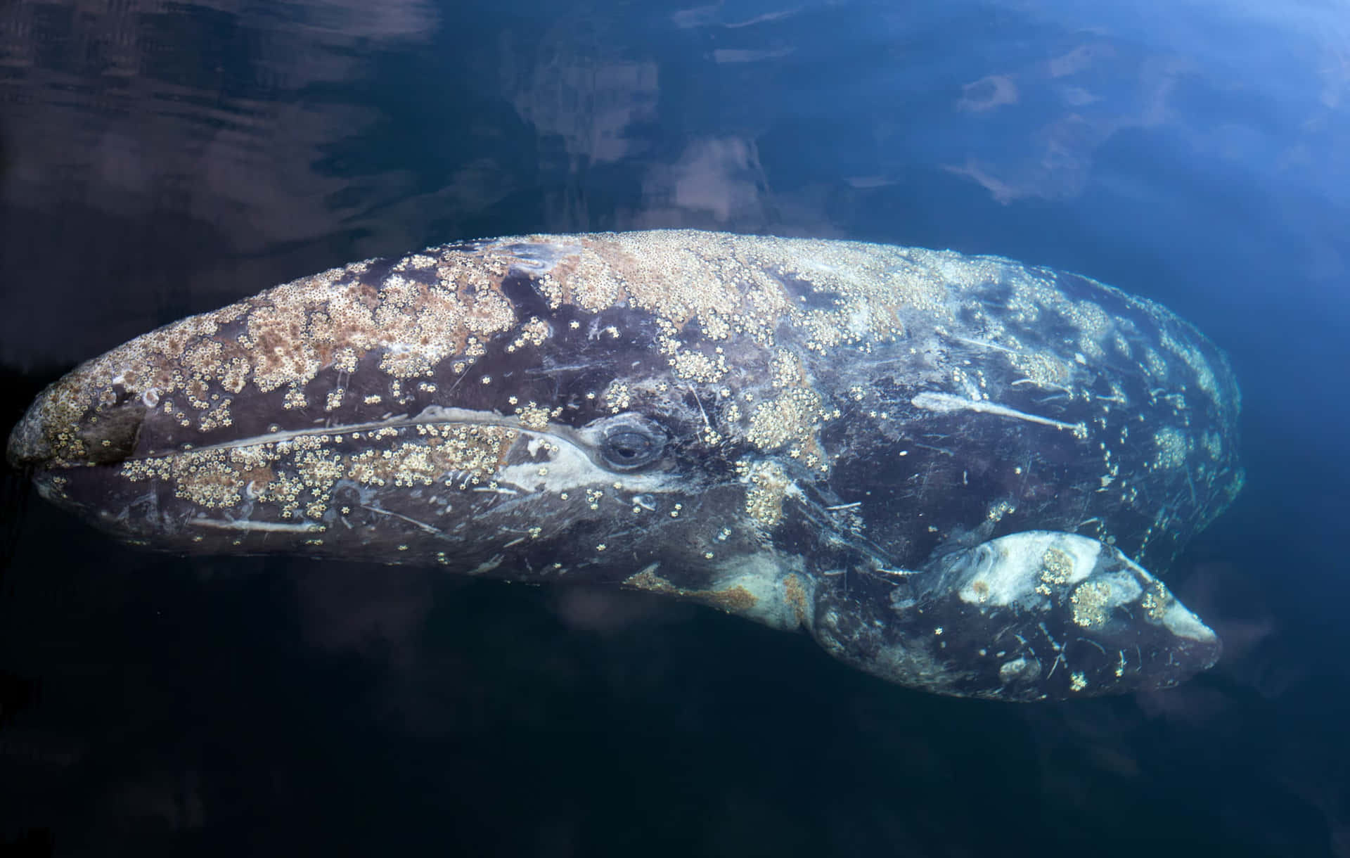 Gray Whale Up Close Underwater.jpg Wallpaper