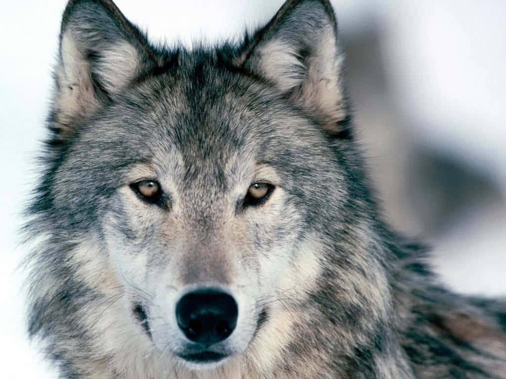 Gray Wolf in the Wilderness Wallpaper