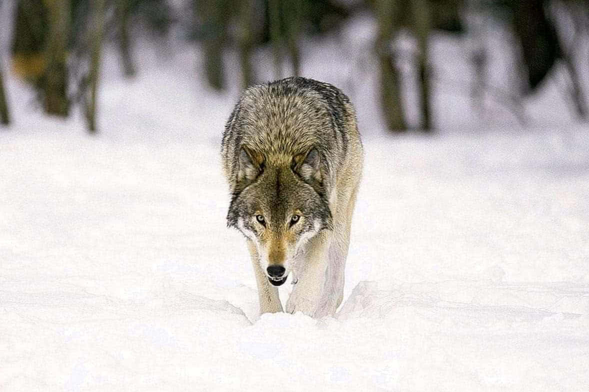Majestic Gray Wolf in the Wilderness Wallpaper