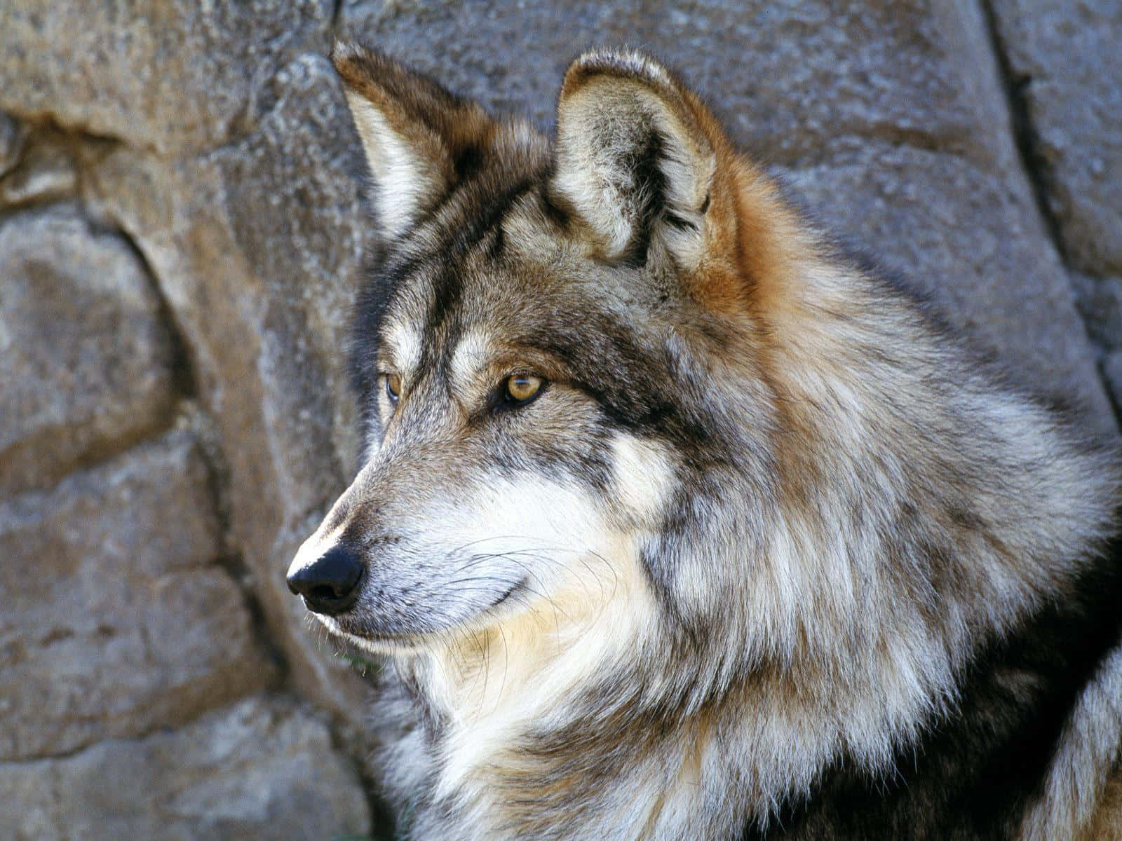 Enigmatic Gray Wolf in the Wild Wallpaper