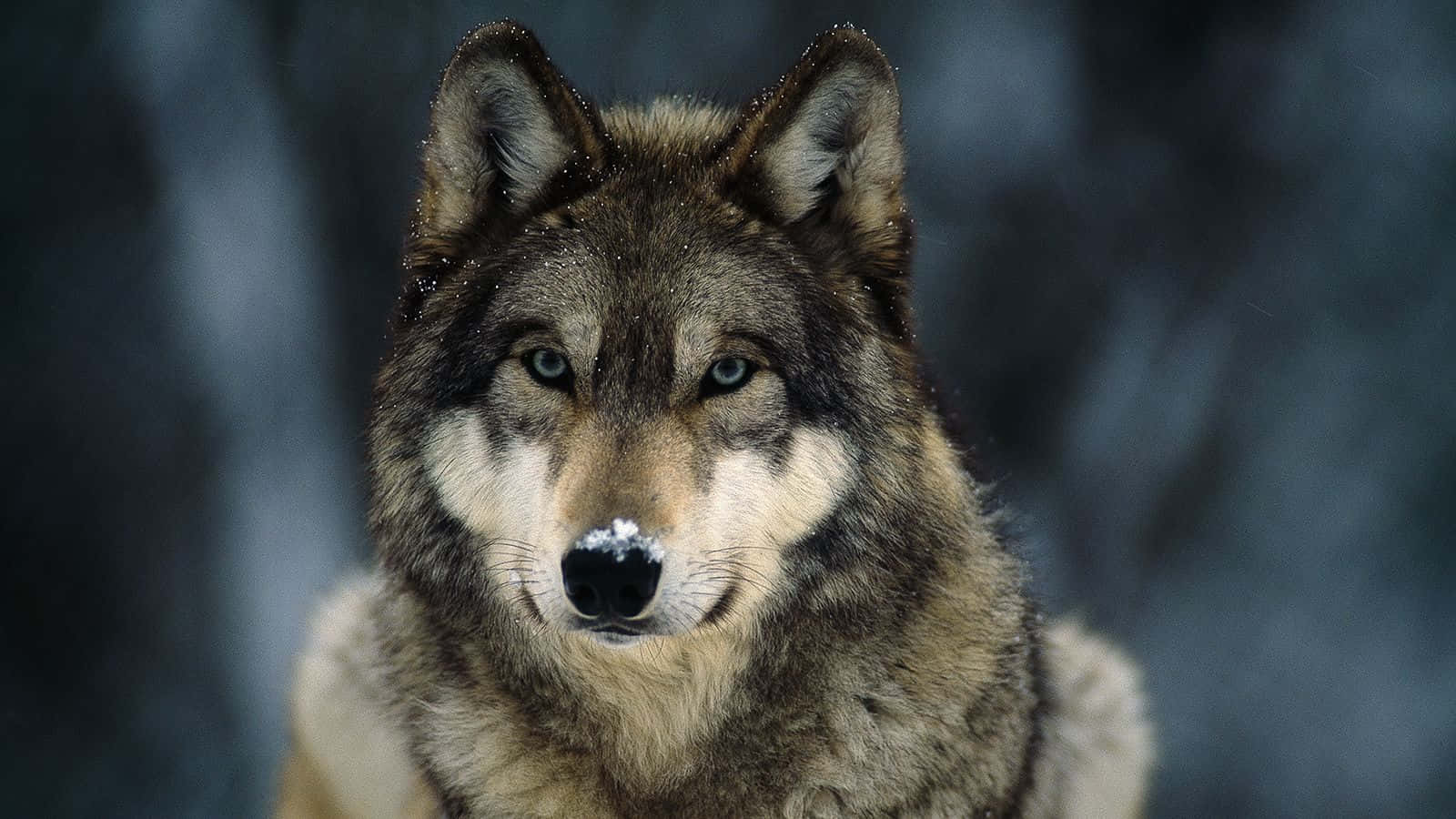 Caption: Majestic Gray Wolf in the Wilderness Wallpaper