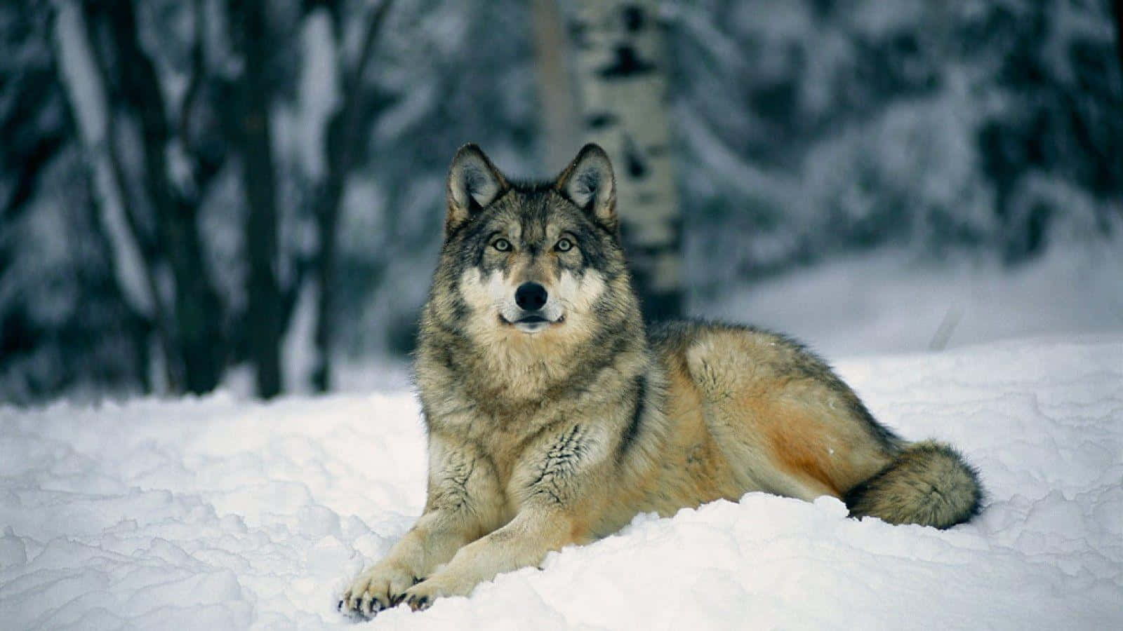 Unmajestuoso Lobo Gris De Pie En Un Bosque Nevado. Fondo de pantalla