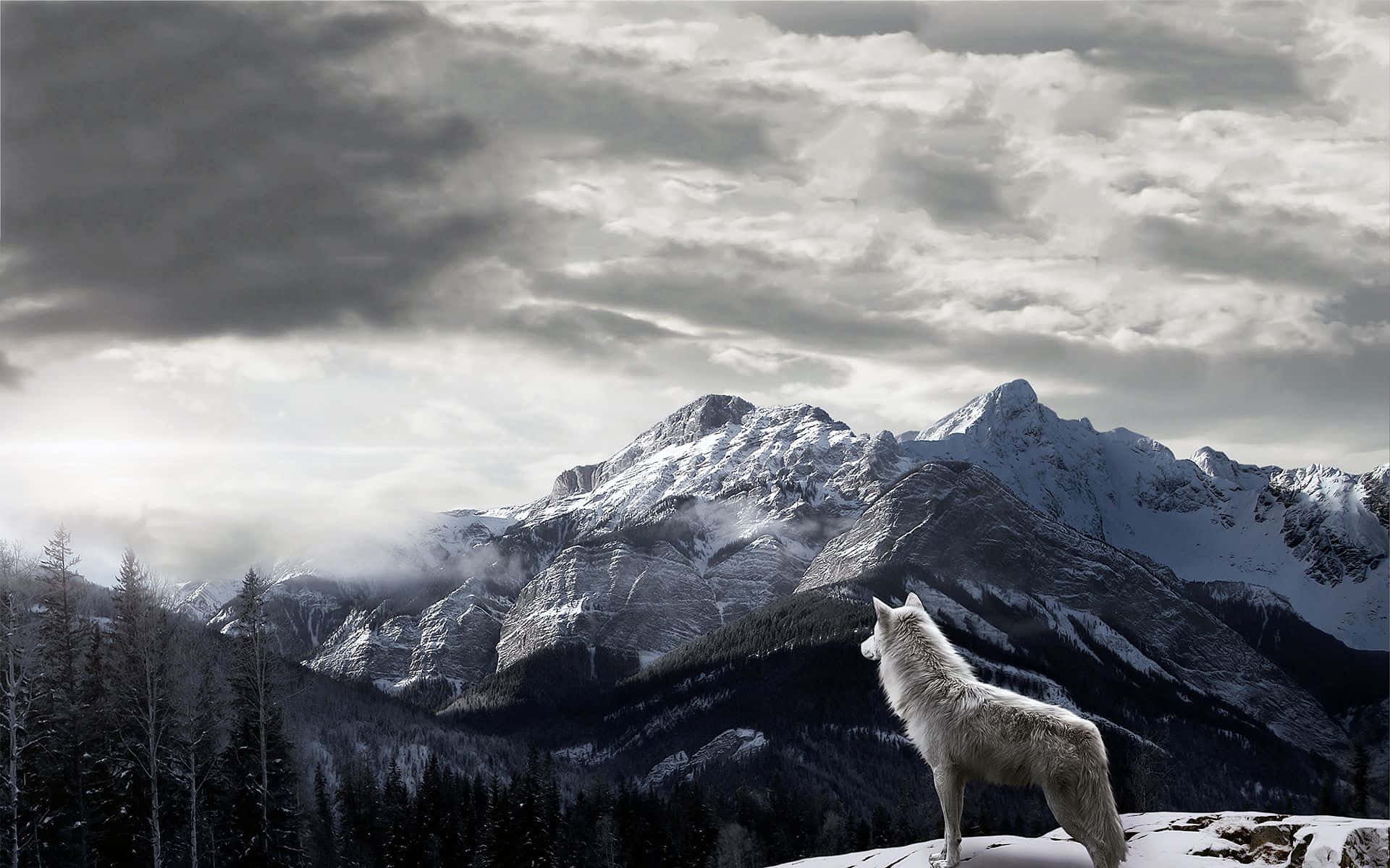 Majestic Gray Wolf in the Wilderness Wallpaper