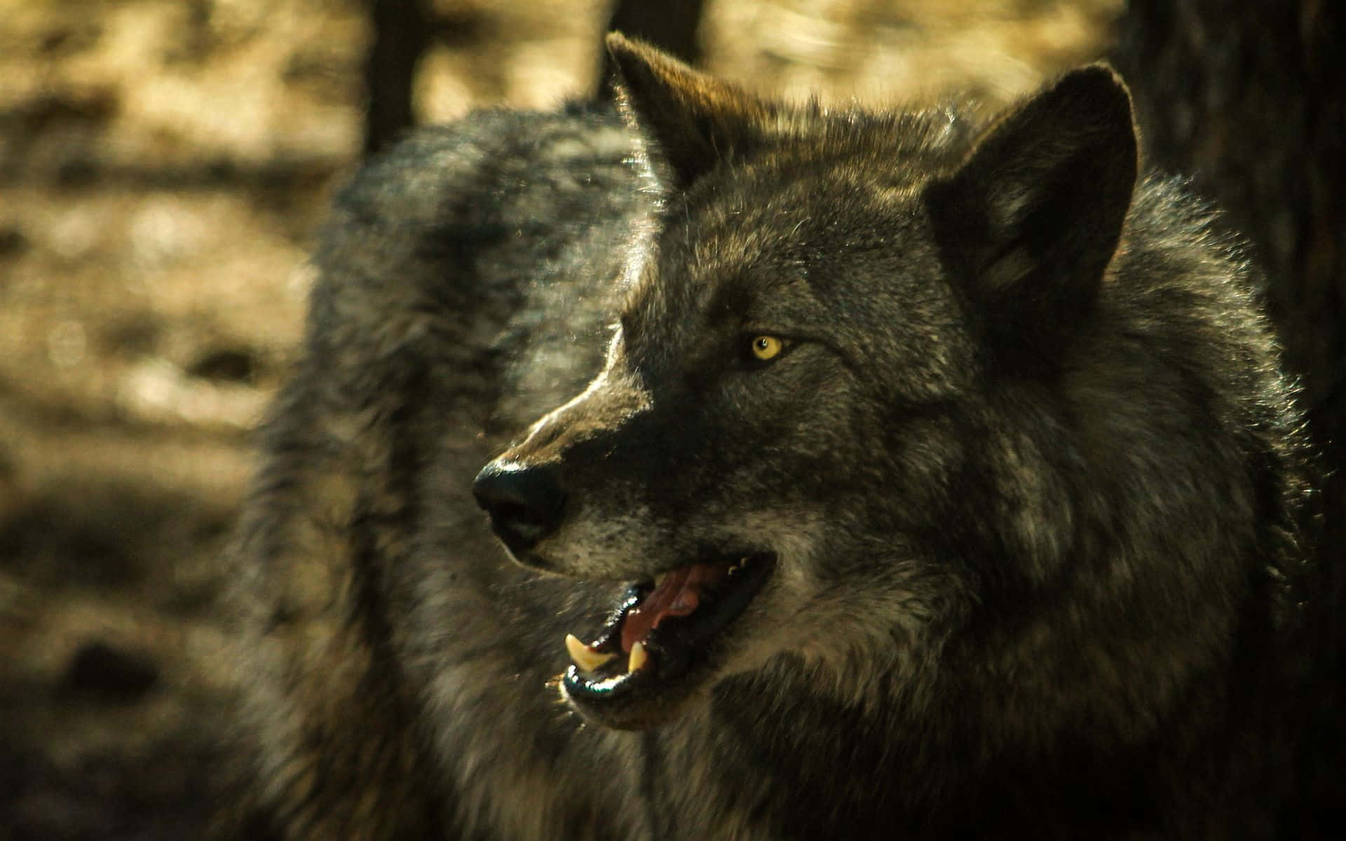 Caption: Majestic Gray Wolf Roaming the Wilderness Wallpaper