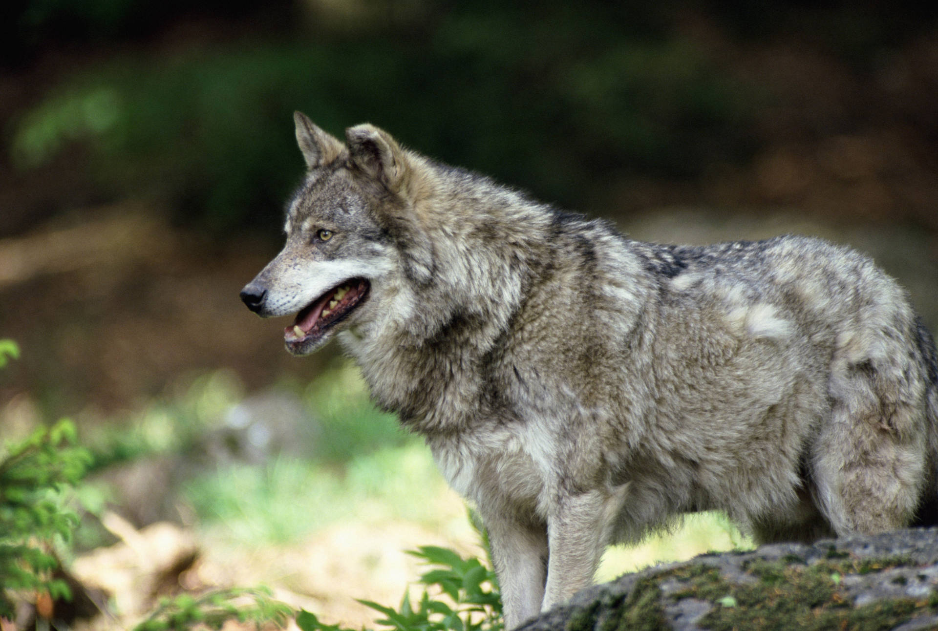 A beautiful gray wolf stalking in the forest Wallpaper