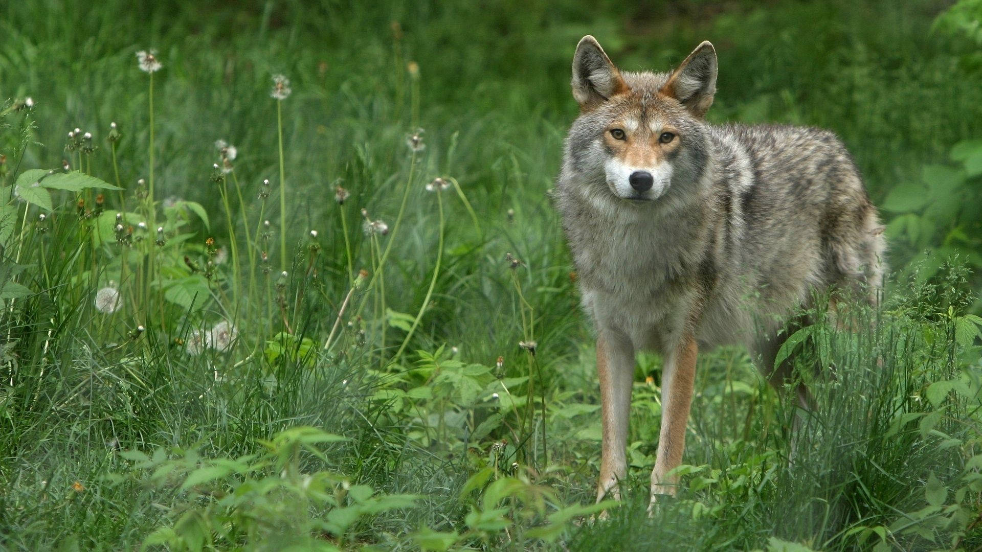 Gray Wolf With Dandelions