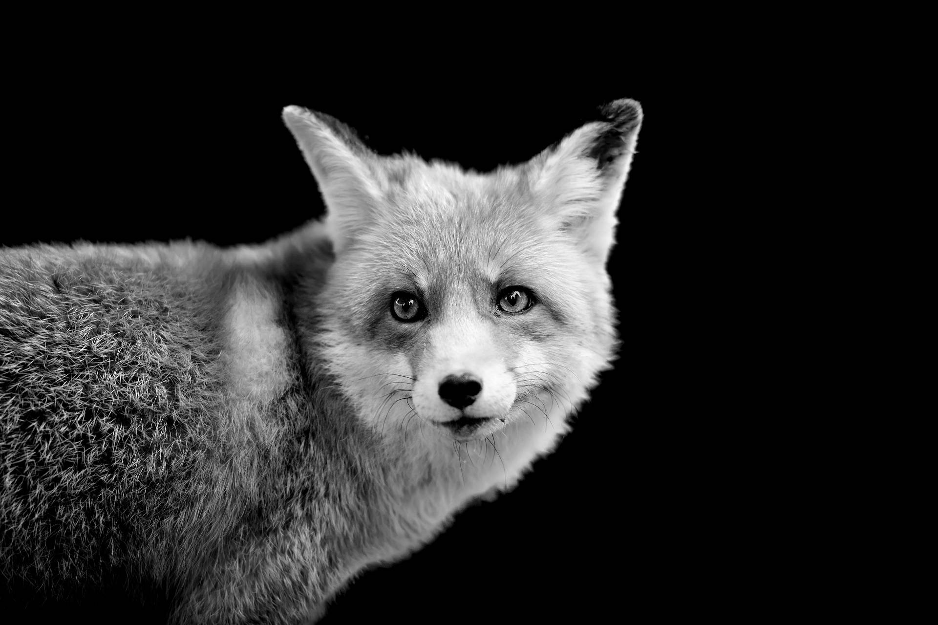 Grayscale Arctic White Fox Wallpaper