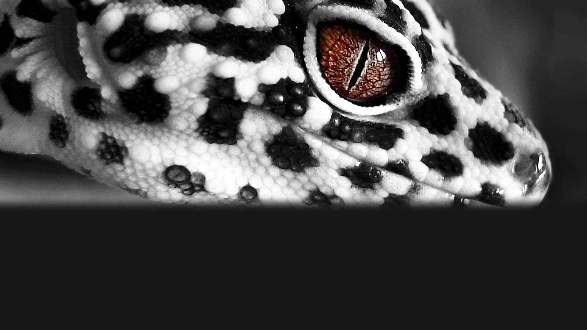 Grayscale Black Spot Gecko Picture