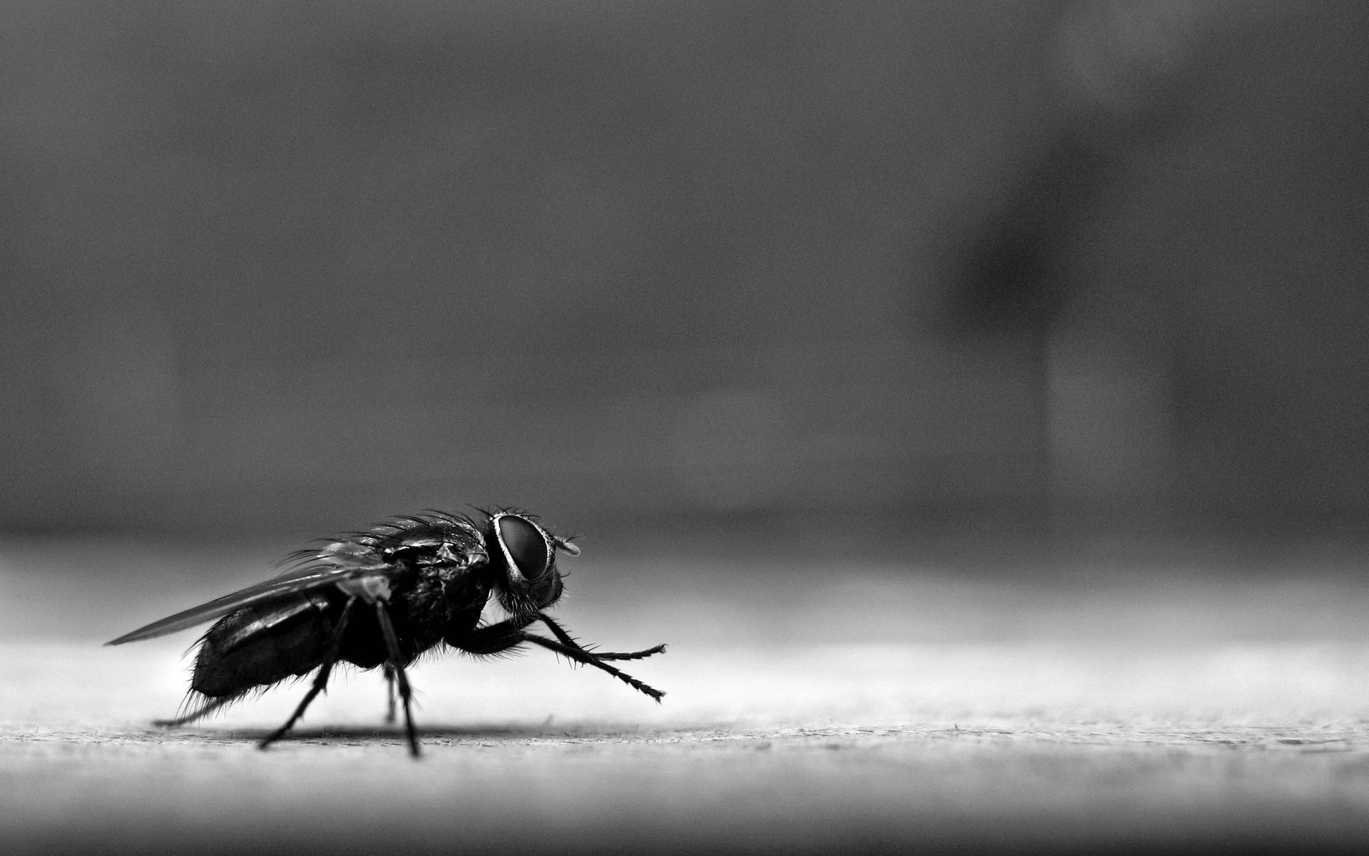 Grayscale Fly Wallpaper