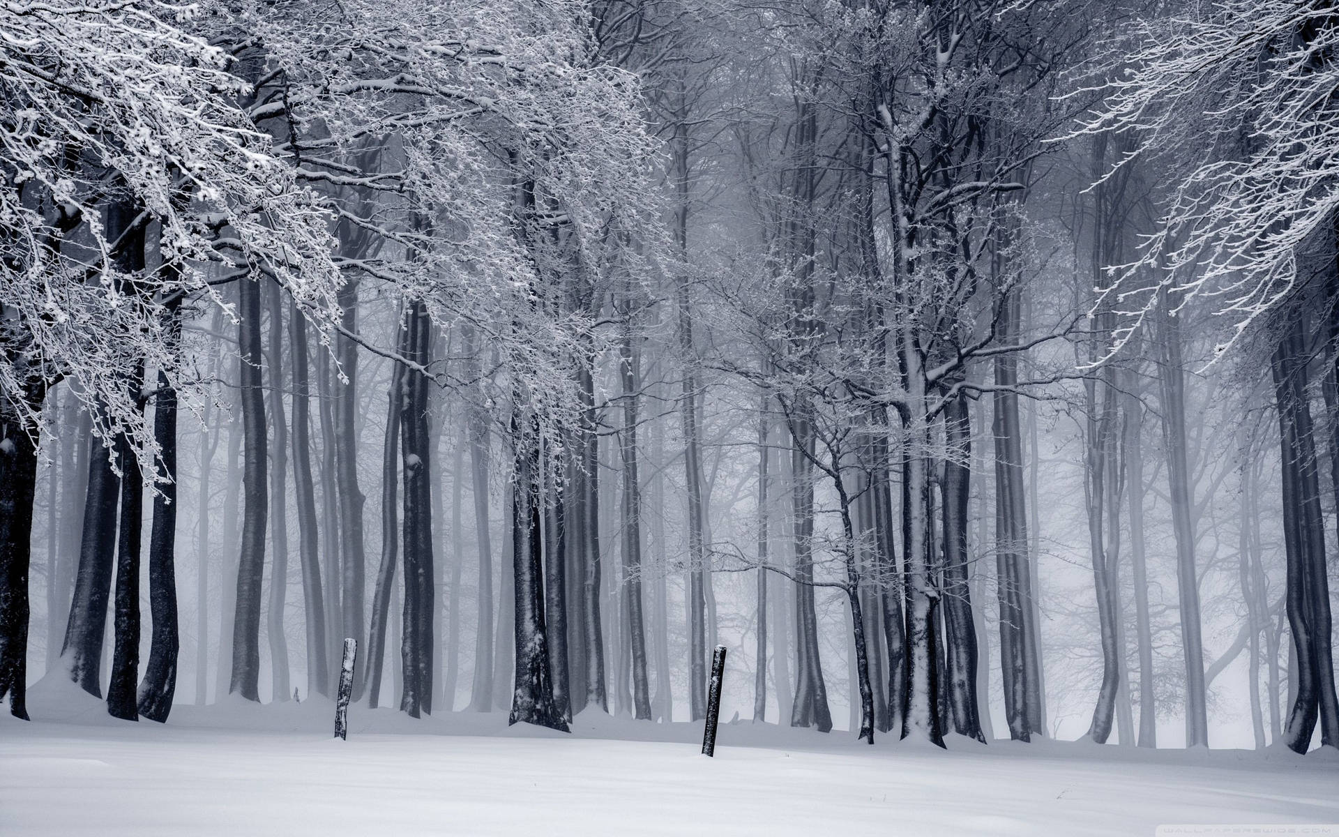 Grayscale Forest Winter Landscape Wallpaper