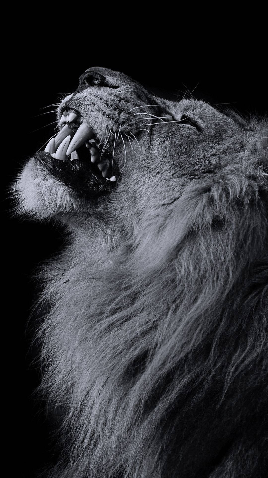 Grayscale Lion iPhone In Black Wallpaper