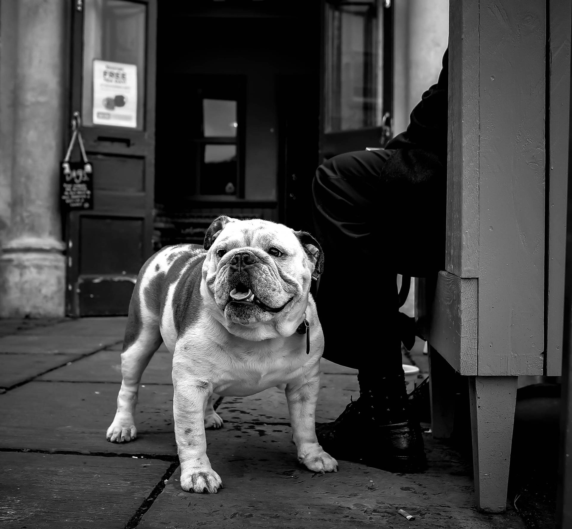 Grayscale Photo Of English Bulldog Background