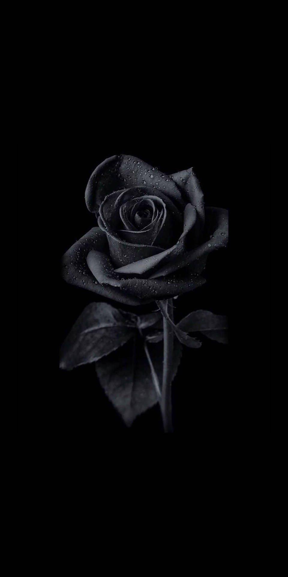 Grayscale Rose Aesthetic Wallpaper