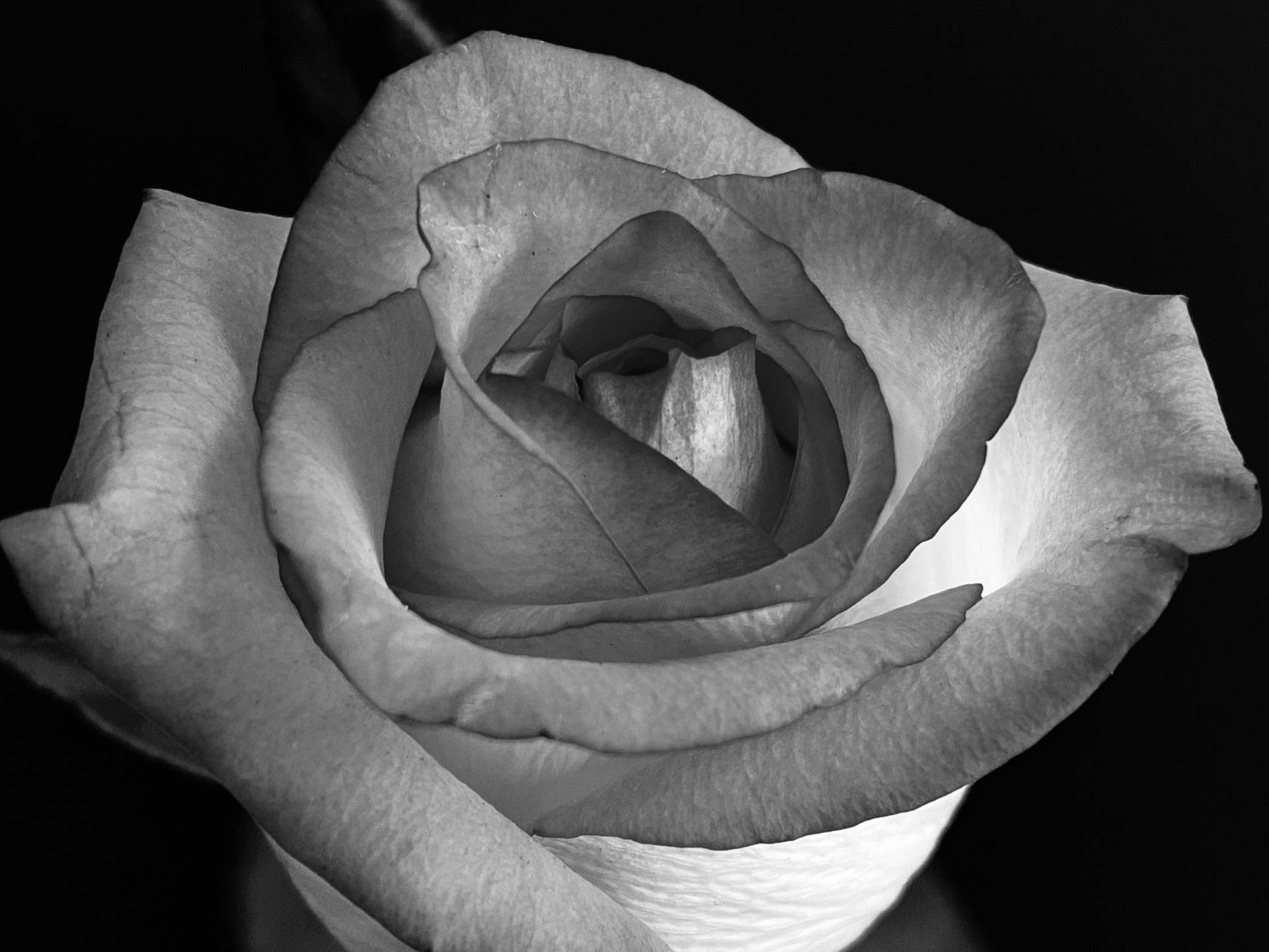 Grayscale Rose Iphone Wallpaper