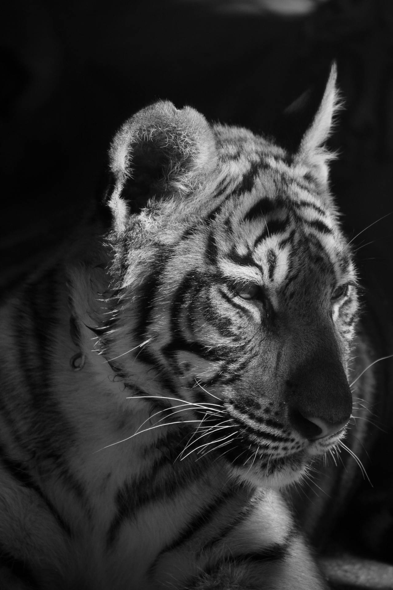 Grayscale Tiger Iphone Wallpaper