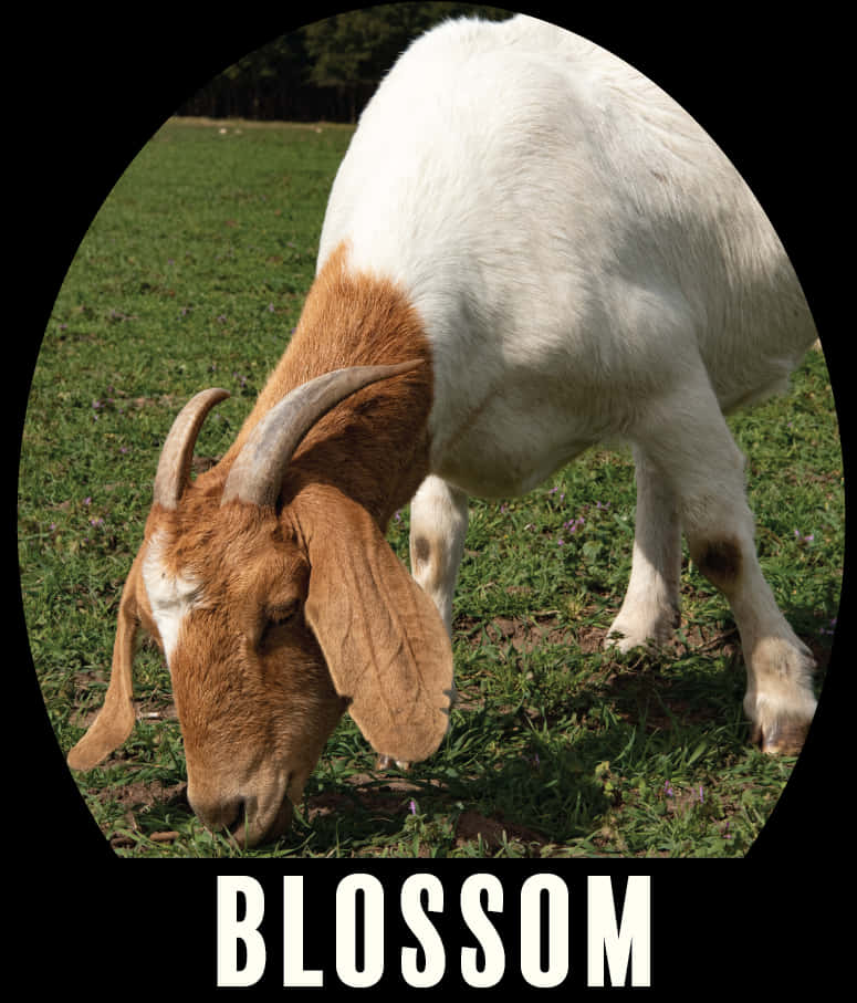 Grazing Goat Named Blossom PNG