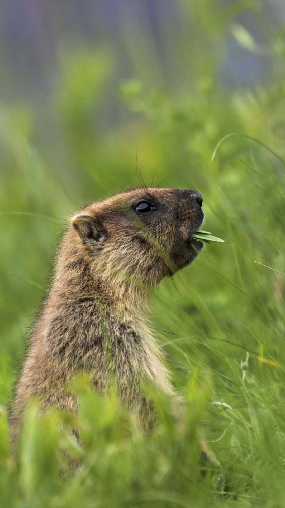 Grazing Gopherin Grass Wallpaper